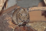 Ernährung Degu
