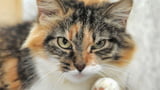 Das verrät die Katzenmimik