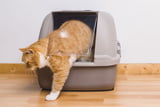 Katzenklo_Aufmacher.jpg