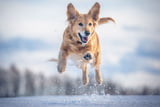 Hund_Winter_Pflege_Aufmacher.jpg