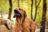 Allergien beim Hund: Wie man sie erkennt und was man dagegen tun kann