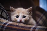 Ängstliche Katze Aufmacher