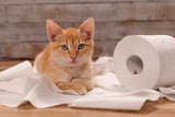 Unsauberkeit Stress Katze