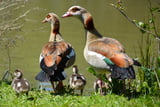 Nilgans_Aufmacher.jpg