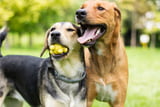 Tipps für friedliche Hundebegegnungen