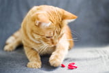 Vergiftung Katze
