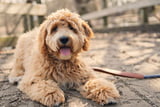 Labradoodle, Cockapoo & Cavapoo Aufmacher