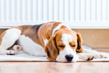Schmerzen_erkennen_Hund_Aufmacher.jpg