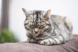 Katze_Tierarzt_Aufmacher.jpg