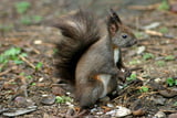 Eichhörnchen