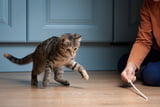 Gemeinschaftsspiel Katze