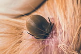 Borreliose beim Hund