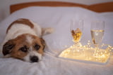Tierfreundliches Silvester
