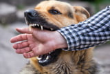 Hund beißt: Ursachen und Prävention