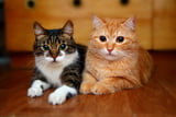 Das Aussehen der Katze wird häufig mit ihrem Wesen in Verbindung gebracht.