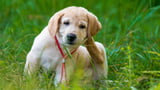 Hund vor Flöhen und Zecken schützen