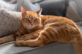 Katzen entwurmen