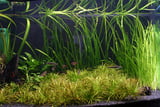 Welche_Pflanzen_eigenen_sich_fuer_ein_Aquarium_THomas_Brodmann.jpg