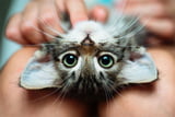 Katzennamen_Aufmacher.jpg