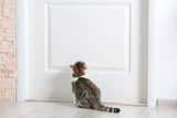 Katze Schlafräuber_1