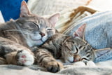 Katzen zusammenführen - so klappt es sicher!