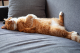 Beruhigungsmittel-Katze.png