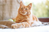 Woher_Katze_Aufmacher.jpg