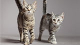 Kater und Katze