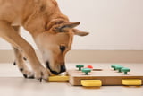 Intelligenzspielzeuge_Hunde_Aufmacher.jpg
