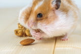 Von Natur aus bewahren Hamster Nahrung als Vorrat auf. In ihren Backentaschen transportieren sie das Futter.