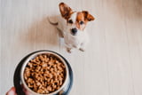 Nährstoffe_Hunde_Aufmacher.jpg
