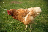 Zucht von Hühnern