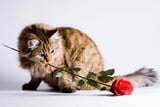 Wenn Katzen Pflanzen fressen