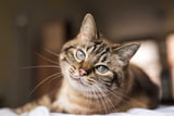 Katze schnurrt nicht 01