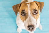 Hund blickt nach oben