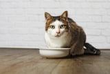 Futter sensible Katzen