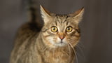 Die Katze blickt unsicher in die Kamera