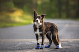 Aufmacher_Hundeschuhe.jpeg