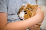 Stresskuscheln_Meerschweinchen_Aufmacher.jpg