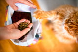 Katzenfutter Test