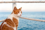 UrlaubKatze.jpg