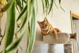 grünlilie-giftig-für-katzen