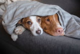 Geräusche_Angst_Hunde_Aufmacher.jpg
