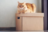 Katze Umzug 1