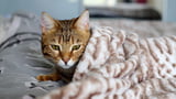 Katzen, die Schmerzen haben, verkriechen sich gerne.