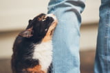 spueren-katzen-gute-menschen.jpg