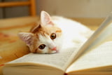Buchempfehlungen Katzen