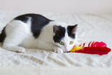 Spielen_Katze.jpg
