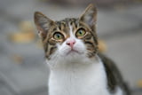 Katzenverhalten_Aufmacher.jpg