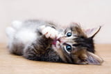 katzenname-kurz-ideen.jpg